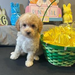 Charm - Apricot female Poodle puppy in Warren, Michigan from Annette Patterson