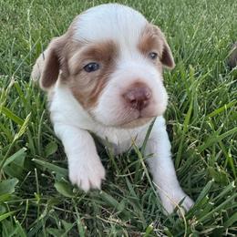 Boy 4 - Red merle male Miniature Australian Shepherd puppy in Amarillo, Texas from Duclops Ranch Aussies
