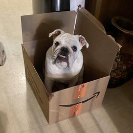 Bulldog Puppies from Jodi's Bulldogs