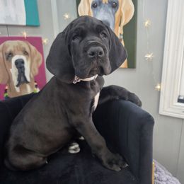 Mandy - Black female Great Dane puppy in Granby, Missouri from HCR Great Danes