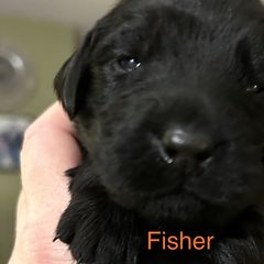 Girl 1 - Black Flat-Coated Retriever puppy in Pennsylvania from Iconic Flat Coated Retrievers
