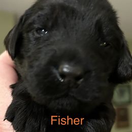 Girl 1 - Black Flat-Coated Retriever puppy in Pennsylvania from Iconic Flat Coated Retrievers