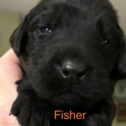 Girl 1 - Black Flat-Coated Retriever puppy in Pennsylvania from Iconic Flat Coated Retrievers