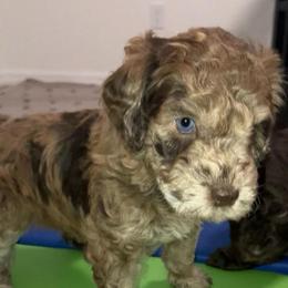 Jessie - Chocolate merle female Bernedoodle puppy in Williston, Florida from Tera Caldwell