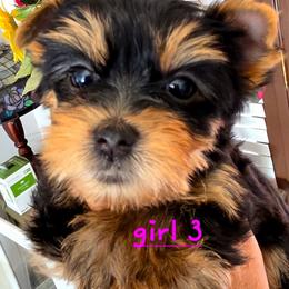 Sofie - Blue and gold female Yorkshire Terrier puppy in Burley, Idaho from Aspen Yorkies
