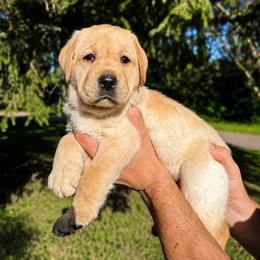 Ducky (Guardian) - Yellow female Labrador Retriever puppy in Amery, Wisconsin from Cornerstone Retrievers