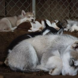 Siberian Husky Puppies from Rebel Huskys