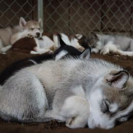 Siberian Husky Puppies from Rebel Huskys