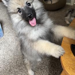 Keeshond and Pomeranian Puppies from Mary Schooner