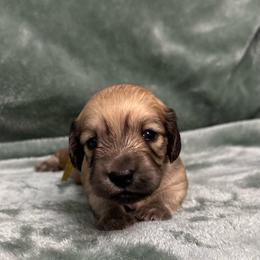 Daphne - Cream female Dachshund puppy in Memphis, Tennessee from River City Doxies
