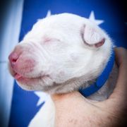 Chronos- Boy 2 - White male Dogo Argentino puppy in San Diego, California from Debonair Dogos