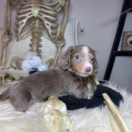 Salem - Fawn (isabella) and tan male Dachshund puppy in Washburn, Tennessee from Clinch Mountain Dachshunds