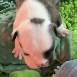 Boy 3 - Red brindle and white male Bulldog puppy in Tierra Verde, Florida from Destiny Kennel