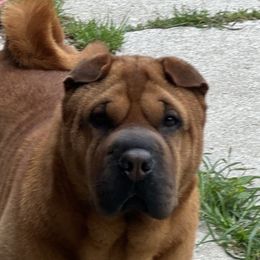 Hotty - Chinese Shar-Pei