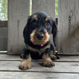 Pink - Black and tan female Dachshund puppy in New Caney, Texas from Liberty Dachs
