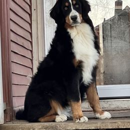 Bernese Mountain Dog and Pembroke Welsh Corgi All Grown Up from Concerto Corgis