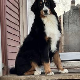 Bernese Mountain Dog and Pembroke Welsh Corgi All Grown Up from Concerto Corgis