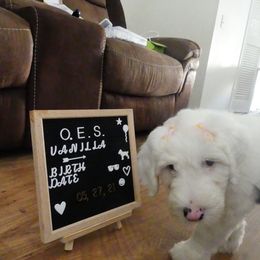 Old English Sheepdog Puppies from Gabriela Moreno's Old English Sheepdogs