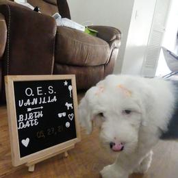 Old English Sheepdog Puppies from Gabriela Moreno's Old English Sheepdogs