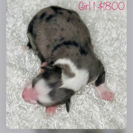 Aussiedoodle, Australian Shepherd, Miniature American Shepherd, and Miniature Australian Shepherd Puppies from Bline's Awesome Aussies
