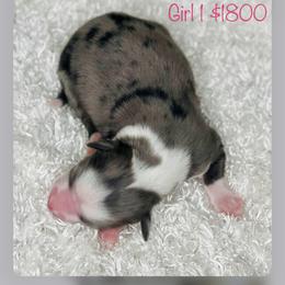 Aussiedoodle, Australian Shepherd, Miniature American Shepherd, and Miniature Australian Shepherd Puppies from Bline's Awesome Aussies