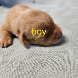 Boy 3 - Yellow male Labrador Retriever puppy in Avon, Minnesota from Labs on Sand kennel