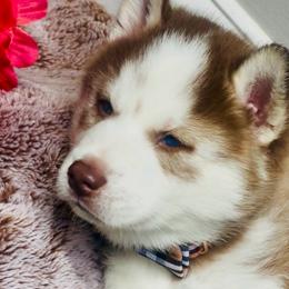 Rusty - Red and white male Siberian Husky puppy in Atlanta, Georgia from Lobban Huskies