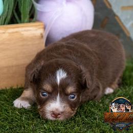 Aurora - Red tri female Miniature Australian Shepherd puppy in Granbury, Texas from Best Little Aussies
