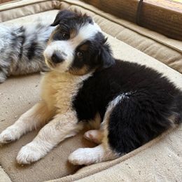 Australian Shepherd Puppies from Abigail’s Angels Australian Shepherds