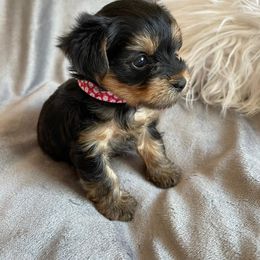 "Paris" Yorkshire Terrier Puppies from Ella's Designer Yorkies