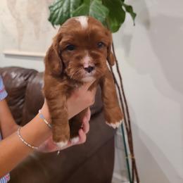 Ella - Apricot female Cavapoo puppy in Atmore, Alabama from Gulf Coast Puppies