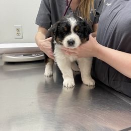 Australian Shepherd Puppies from Wild Atlantic  Aussies