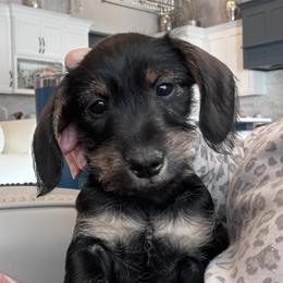 Girl 1 - Black and tan female Companion Cross puppy in Twin Falls, Idaho from Sheri Lauritsen