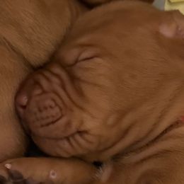 Boy 2 - Vizsla puppy in Taylors, South Carolina from Venturous Vizslas