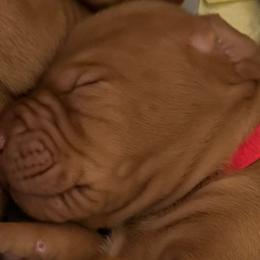 Boy 2 - Vizsla puppy in Taylors, South Carolina from Venturous Vizslas