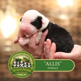 Girl 3 - female Old English Sheepdog puppy in Cleveland, Tennessee from Narrow Path Old English & Sheepadoodles
