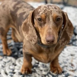Dachshunds from Honeycombhomeminipuppies