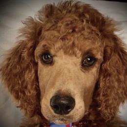 Poodle Puppies from Prissy Pants Poodles LLC