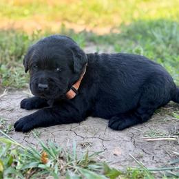 Kid - Black male Labrador Retriever puppy in Baldwin City, Kansas from Hedge Lane Labradors