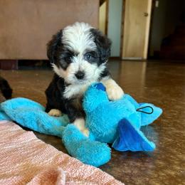 Kona - Black tri-color female Aussiedoodle puppy in Edgar Springs, Missouri from Scott’s Aussies LLC