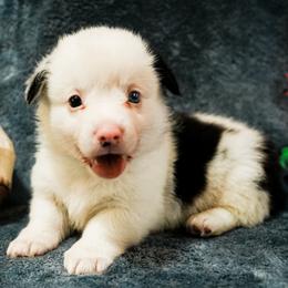 Skye - Blue merle and white female American Corgi puppy in Los Angeles, California from Cal Beach Corgis