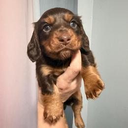 Moose AKC - Chocolate and tan male Dachshund puppy in Erie, Michigan from Champagne’s Grinch Toe’d Dachshunds