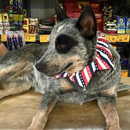 Libby - Australian Cattle Dog