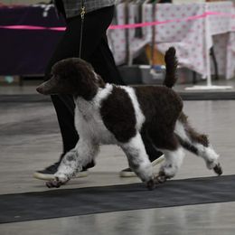 Poodle Puppies from N'Co. Parti Poodles