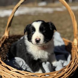 Black Bi Male - Black male Miniature Australian Shepherd puppy in Stuart, Virginia from Apple Tree Mini Aussies