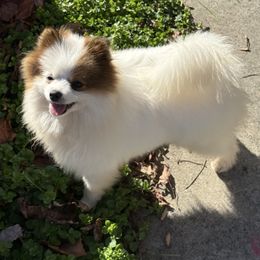 Waldo - Orange parti male Pomeranian puppy in Zionville, North Carolina from Shaner Poms