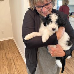 Aussiedoodle Puppies from Ever After Mini Doodles