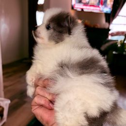 Birch- my beating heart - Blue parti male Pomeranian puppy in Gilmer, Texas from Fairchild Fancy Pomeranians and Coachella Pomeranians
