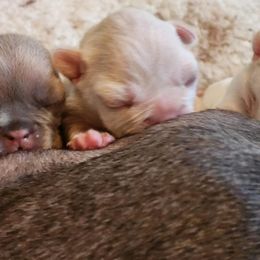 French Bulldog Puppies from Shawhan Family Frenchies