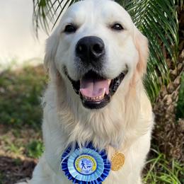 Brady - Golden Retriever